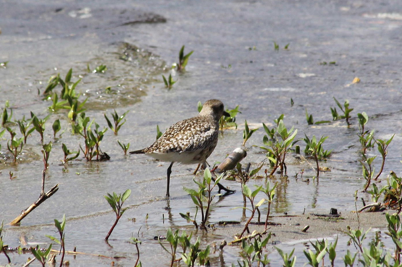 Piovanello ?? No, Pivieressa (Pluvialis squatarola)) in abito di transizione